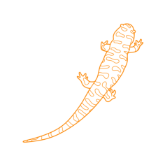 Animals Salamanders Tiger Salamander Sticker Outline Svg File, Free Vectors File